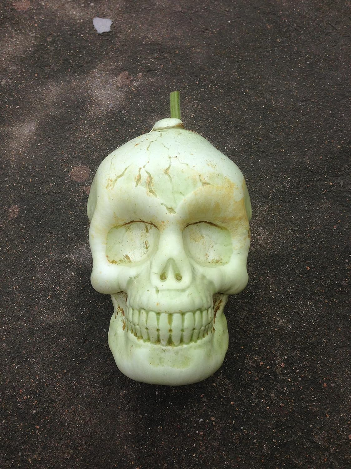 Small Pumpkin Mold kit for Growing Pumpkin and Watermelon on Halloween