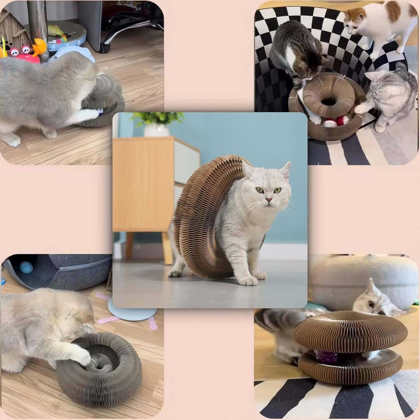 Magic Organ Cat Scratch Board